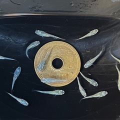 シャンパンゴールドラメメダカ 稚魚10匹 ※2025年生まれ①の画像