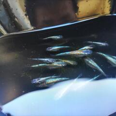 ネプチューンの画像