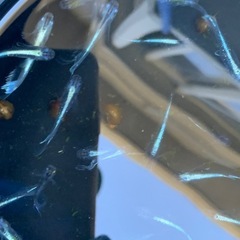 カブキブルー　メダカ　めだかの画像