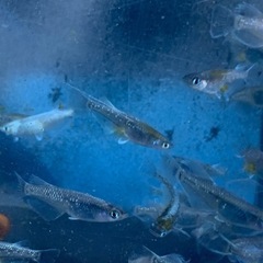 カブキブルー　メダカ　めだかの画像