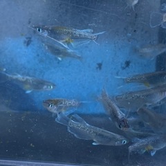 カブキブルー　メダカ　めだかの画像