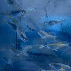 カブキブルー　メダカ　めだかの画像