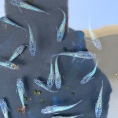サファイア　メダカ　めだかの画像