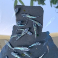 サファイア　メダカ　めだかの画像