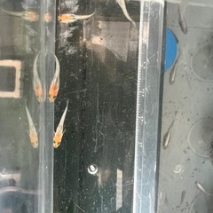 メダカ（レッドクリフ）若魚　5匹の画像