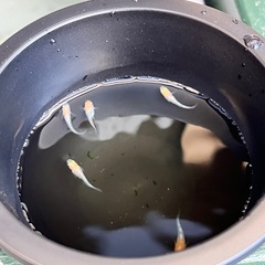 メダカ（レッドクリフ）若魚　5匹の画像