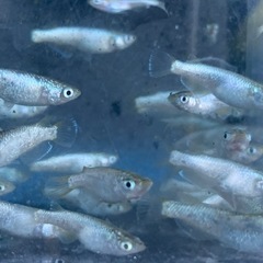 スーパーラメ　メダカ　めだかの画像