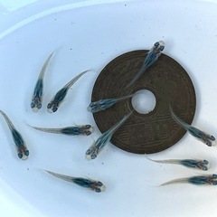 ブラックオパールシャドーメダカ 稚魚10匹 ※2025年生まれ①の画像