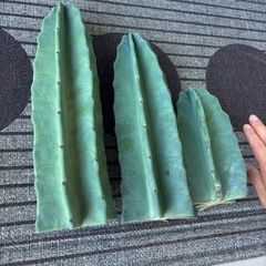 トゲ無し　柱サボテン
の画像