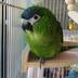ランキングキーワードに紐づく投稿画像-インコ