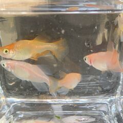 ミックスメダカ（ヒカリ体型・暖色系）　今年春生まれの若魚　１０匹　８００円の画像
