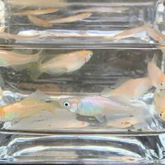 ミックスメダカ（ヒカリ体型・暖色系）　今年春生まれの若魚　１０匹　８００円の画像