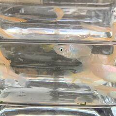 ミックスメダカ（ヒカリ体型・暖色系）　今年春生まれの若魚　１０匹　８００円の画像