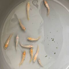 ミックスメダカ（ヒカリ体型・暖色系）　今年春生まれの若魚　１０匹　８００円の画像