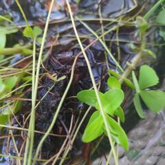 水草セット　ウォータークローバーとウォーターバコパの画像