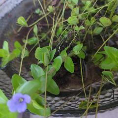 水草セット　ウォータークローバーとウォーターバコパの画像
