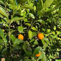 金柑の木差し上げますの画像
