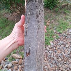 焚き火用薪の画像