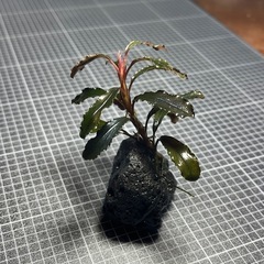 【水草】ブセファランドラ クダカン石巻②の画像