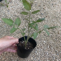 中玉トマト🍅わき芽苗🌱の画像