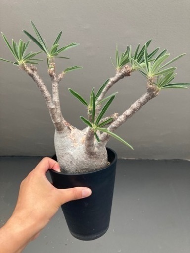 パキポディウムグラキリス