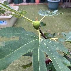 ②白イチジク　ホワイトゼノア　3年目 の画像