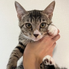 美猫ミンちゃん♡生後2ヶ月半メス