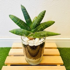 サンスベリア　ボンサレンシス　観葉植物　ハイドロカルチャーの画像