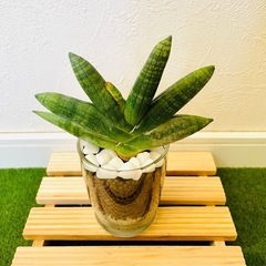 サンスベリア　ボンサレンシス　観葉植物　ハイドロカルチャーの画像