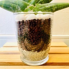 サンスベリア　ボンサレンシス　観葉植物　ハイドロカルチャーの画像