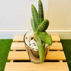 サンスベリア　ボンサレンシス　観葉植物　ハイドロカルチャーの画像
