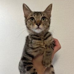 超甘えん坊のだいちゃん♡生後2ヶ月半オス