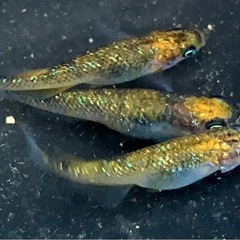 現物出品　サボラメ　3匹の画像