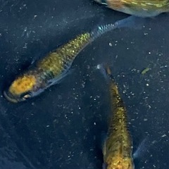 現物出品　サボラメ　3匹の画像