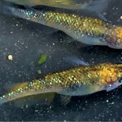 現物出品　サボラメ　3匹の画像