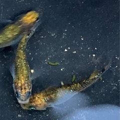 現物出品　サボラメ　3匹の画像