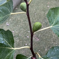 ①白イチジク　ホワイトゼノア　3年目　の画像