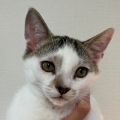 元気なジョーくん♡生後2ヶ月半 男の子