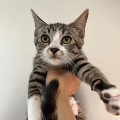 甘えん坊なムクくん♡生後2ヶ月半 男の子