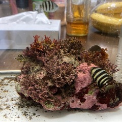 イシダイ、カゴカキダイ、オヤビッチャ、ニザダイ (海水魚)の画像