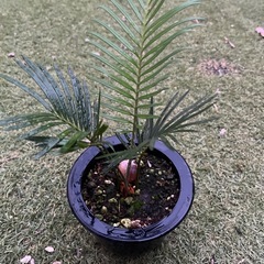ソテツ　実生　2年目　観葉植物の画像