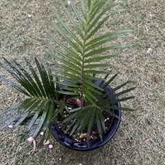 ソテツ　実生　2年目　観葉植物の画像