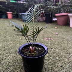 ソテツ　実生　2年目　観葉植物の画像