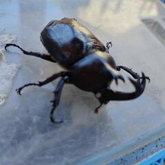 売れました　国産カブトムシ　弥栄産　ホワイト、　カブトムシ　オス　単品　昆虫　ペットの画像