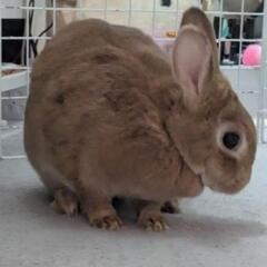 うさぎ　ネザーランドドワーフ