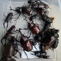 土日限定クワガタ、カブトムシ無料の画像