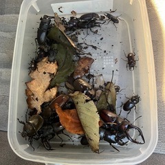 土日限定クワガタ、カブトムシ無料の画像