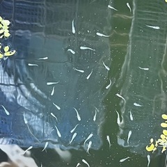 【緑光メダカ】稚魚
30匹の画像