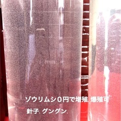 爆殖💥ゾウリムシ.メダカ飼育に!🉐2,000ml針子ぐんぐん【激安】Round78の画像