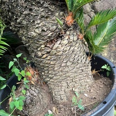 ソテツ　蘇轍の画像